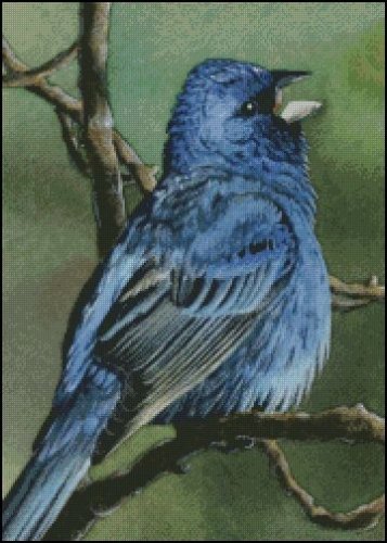 (image for) Indigo Bunting